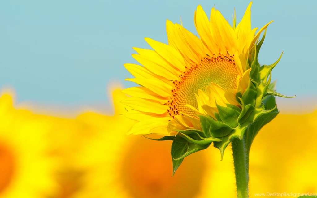 Sunflower HD Wallpapers