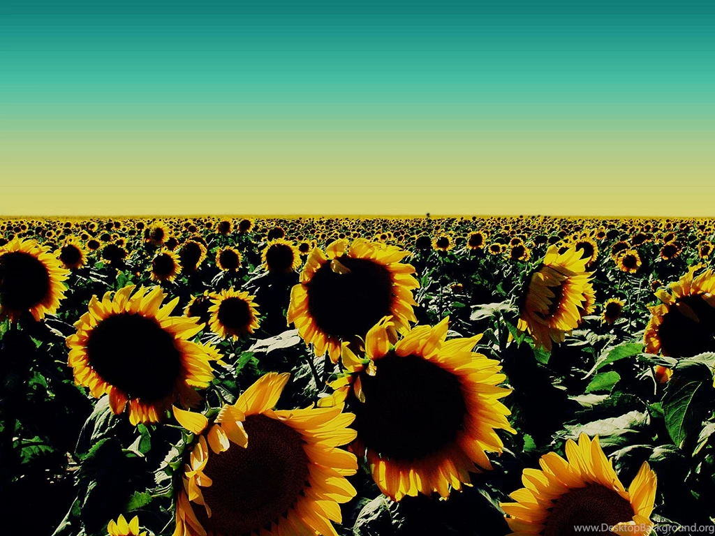 Sunflower Wallpapers HD