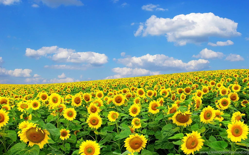 Sunflower, Golden, Beautiful, Wildlife, 1920x1200 HD Wallpapers And ...
