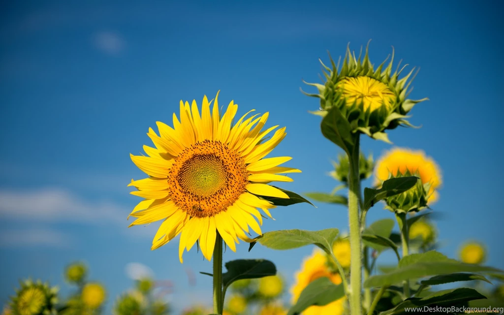 274 Sunflower HD Wallpapers