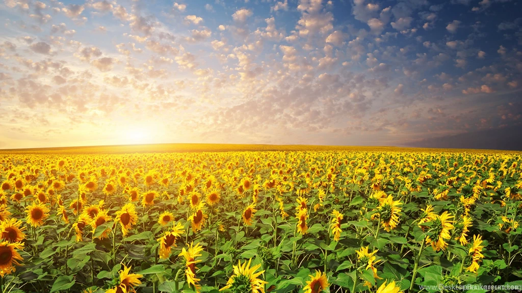 Sunset Rays On Sunflower Garden Wallpapers   Cvggnd