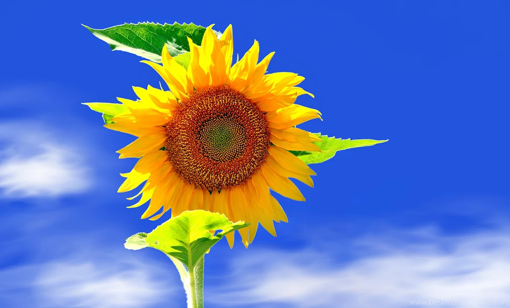 Sunflower Desktop Wallpapers With High Resolution Mbagusi.com
