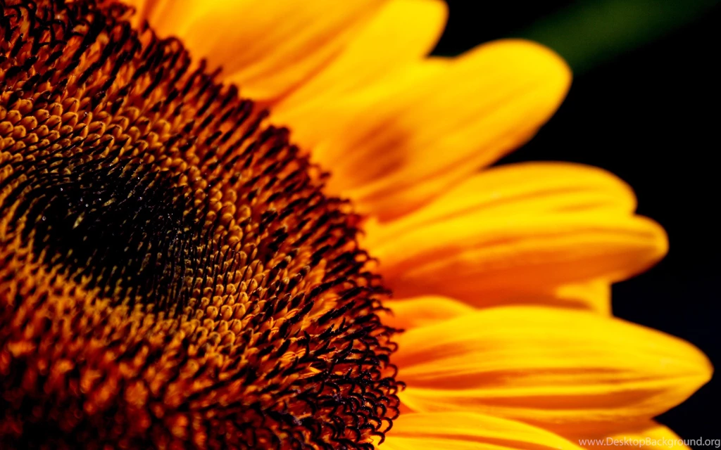 Flower Wallpaper: Sunflower Wallpapers Free HD Backgrounds Wallpapers ...