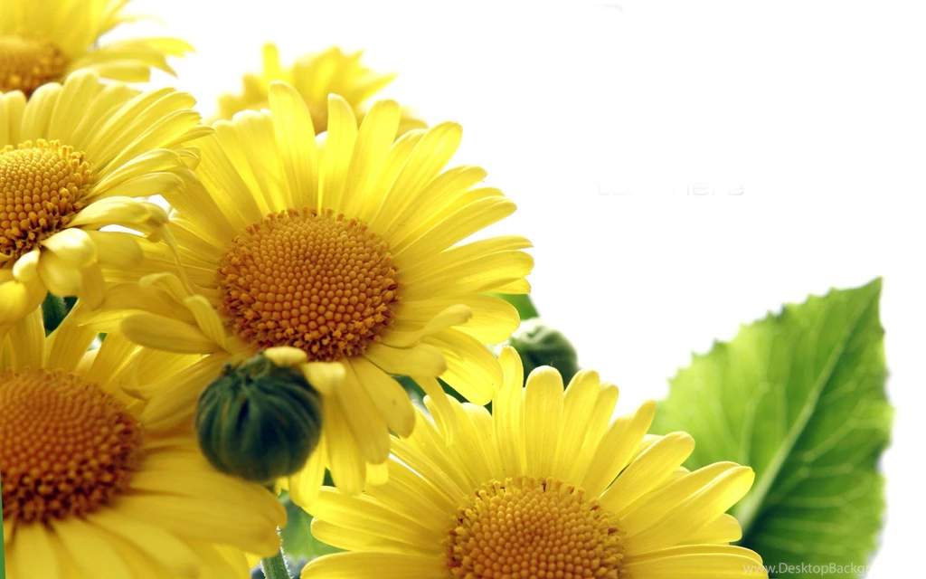Sunflower Wallpapers Free Download Id: 10093e Pacify Mind
