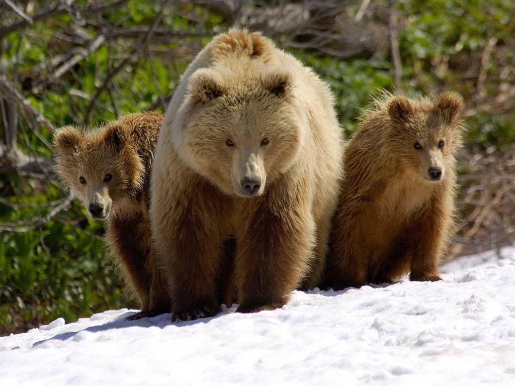 Bear Wallpapers
