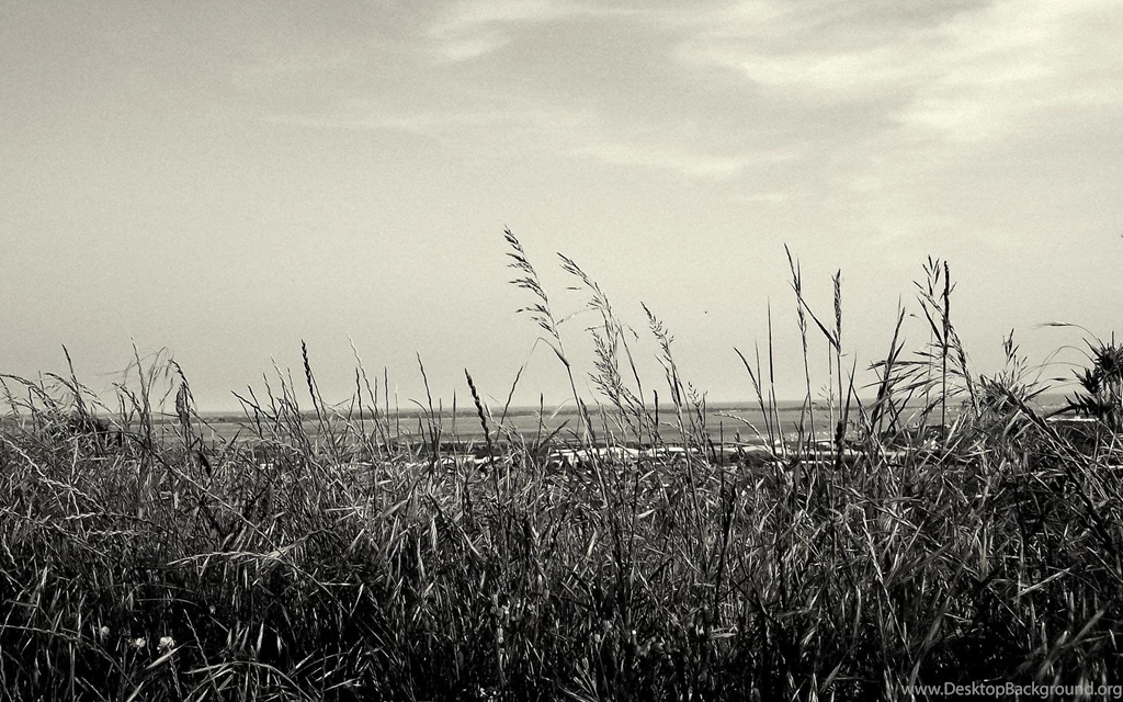 Black And White Field Desktop Backgrounds HD 1920x1200