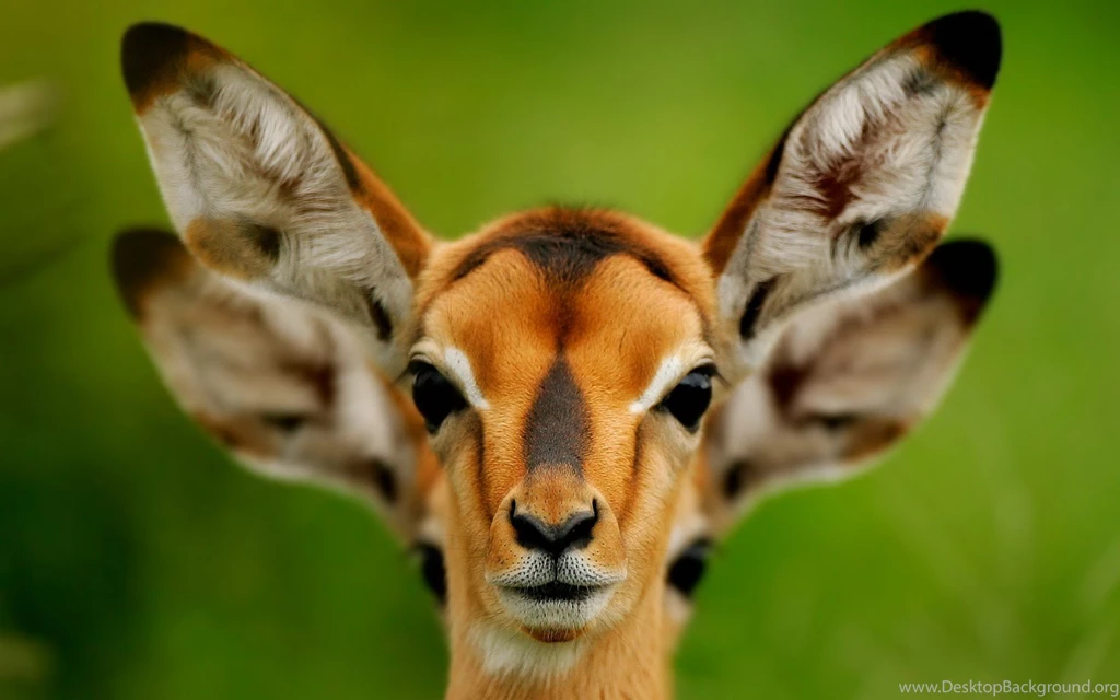 384 Deer HD Wallpapers