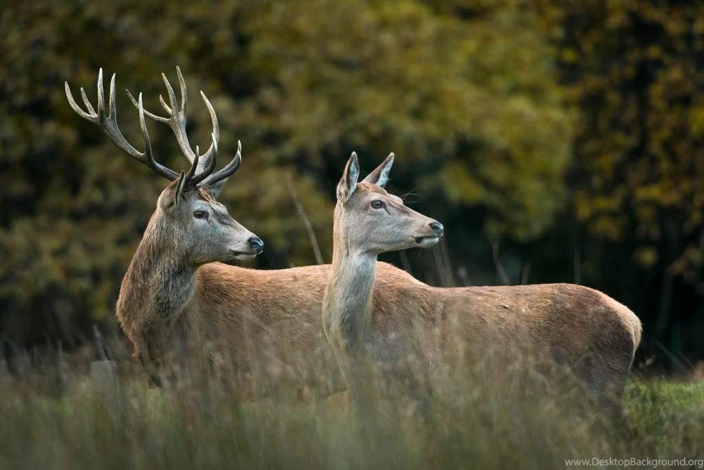 384 Deer HD Wallpapers