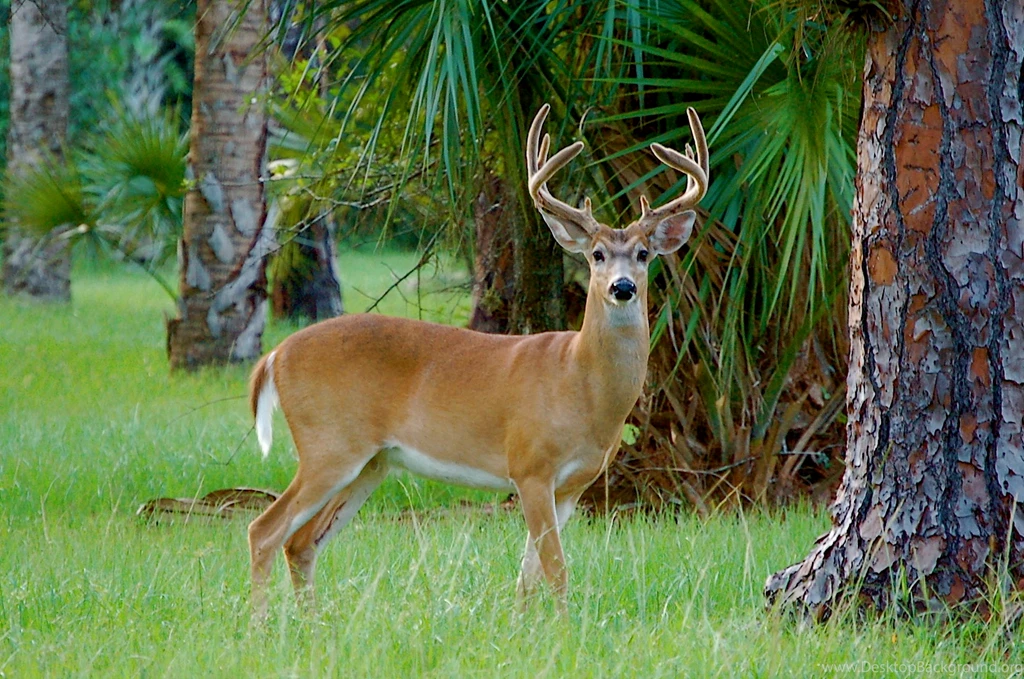 Deer Images