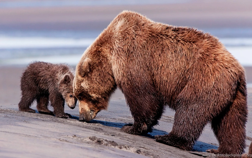 27 Wallpaper: Bears HD Wallpapers 1106 :: Bear Hd Wallpapers