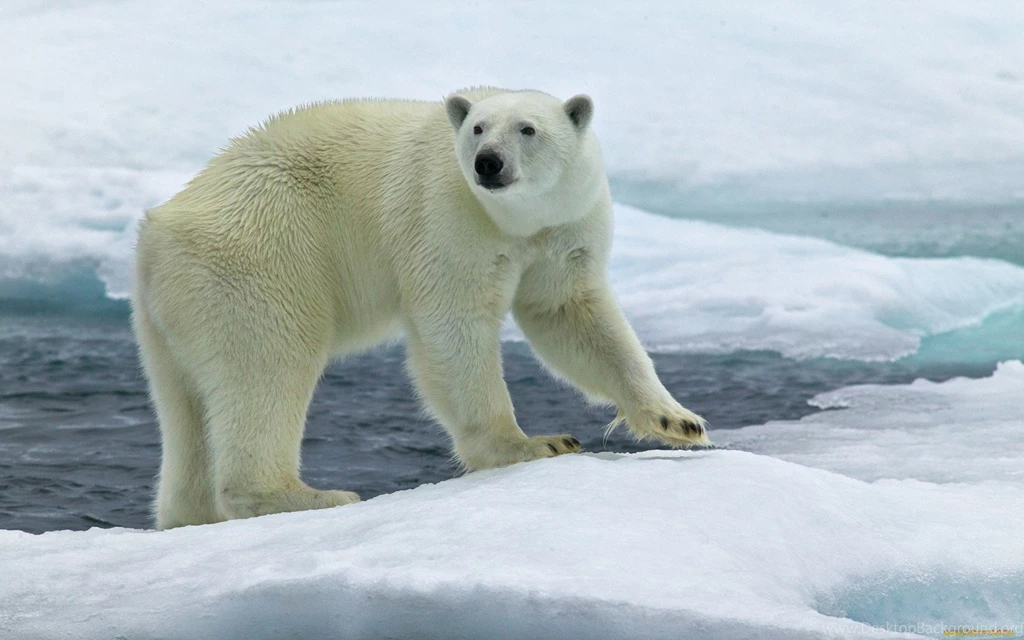 315 Polar Bear HD Wallpapers