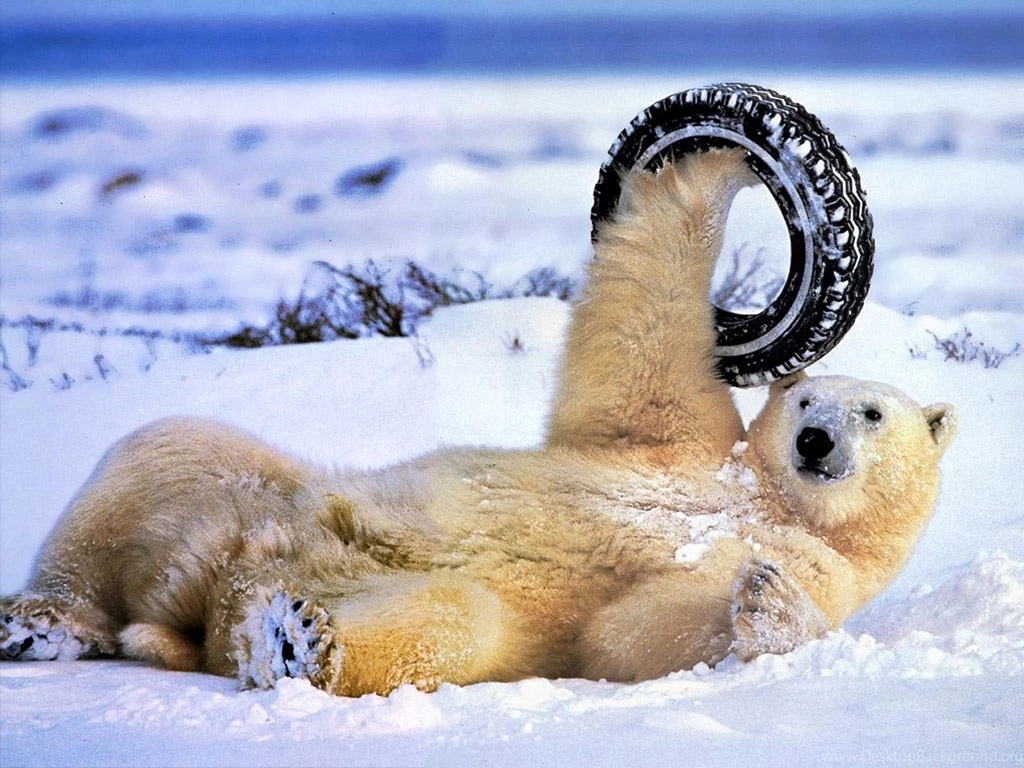 Polar Bear Tyre Winter Artleo Bears Wallpapers Pictures Free ...