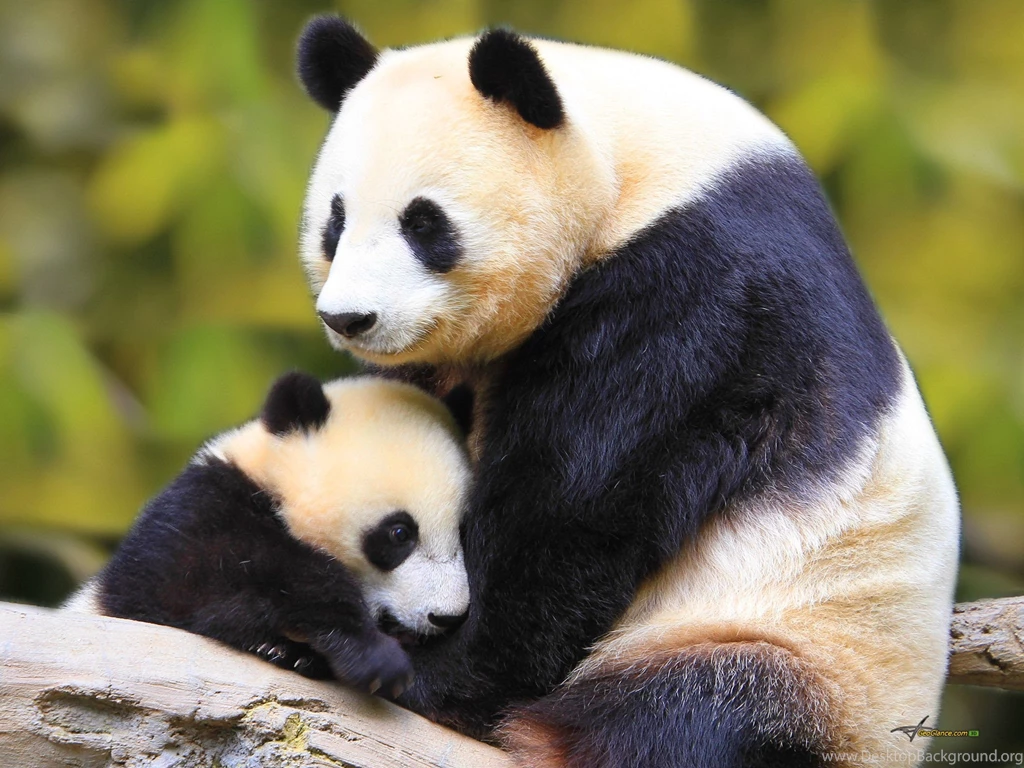 Bears: Panda Love Animal Wildlife Bear Frederika Wallpapers Wide ...