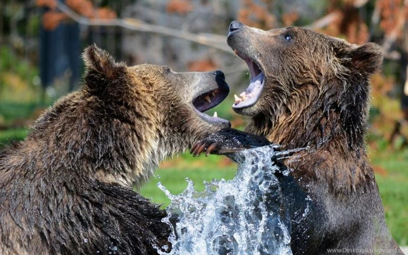 Bears Wallpaper,bears Wallpapers HD Wallpaper,grizzly Bear ...