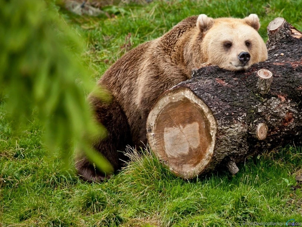 Bears Brown Bear Log Tree Grass Long Wallpapers Pictures Free ...