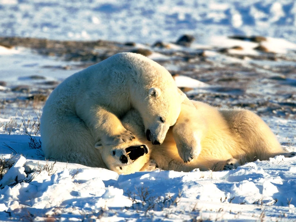 Bears Cute Polar Bears Enormous Bears Funny Wild Cute Polar Free ...