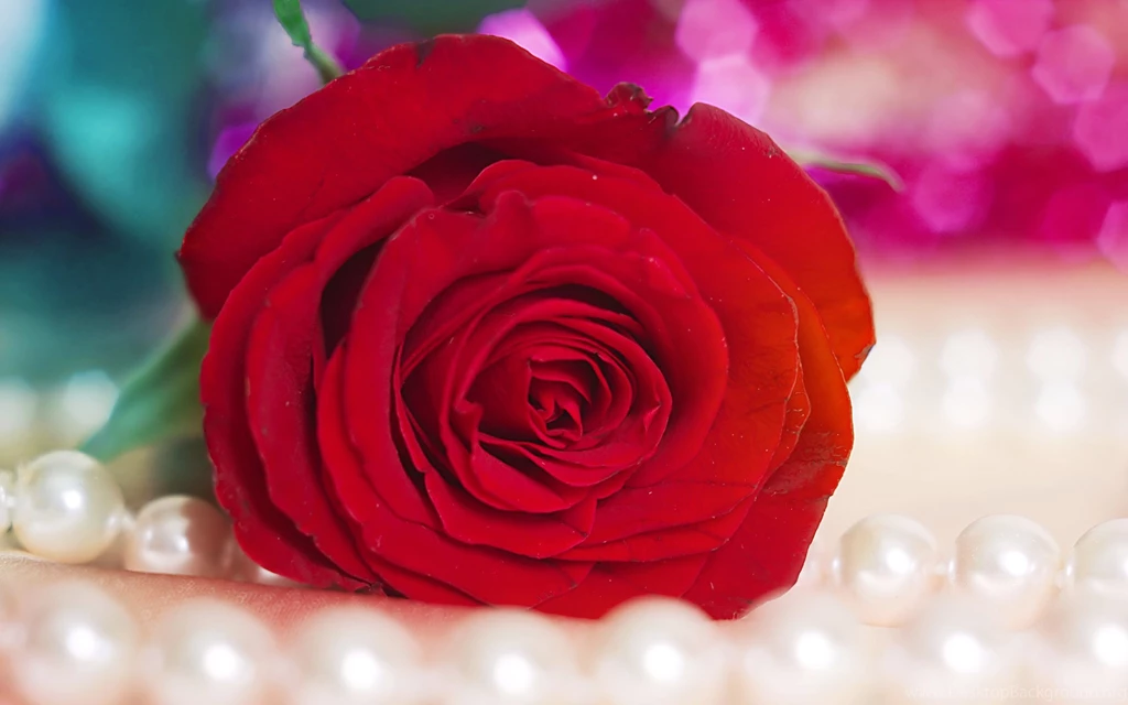 Red Rose Wallpapers
