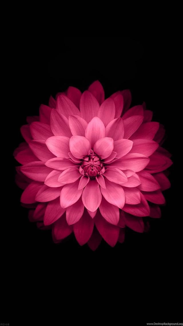 Download Wallpaper: Http://goo.gl/bOqT2k Ad40 apple red lotus ...