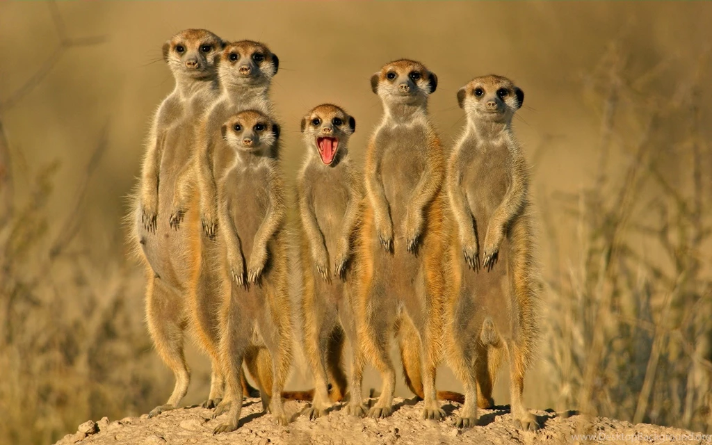Funny Animals 583 Free Wallpapers Funnypicture.org