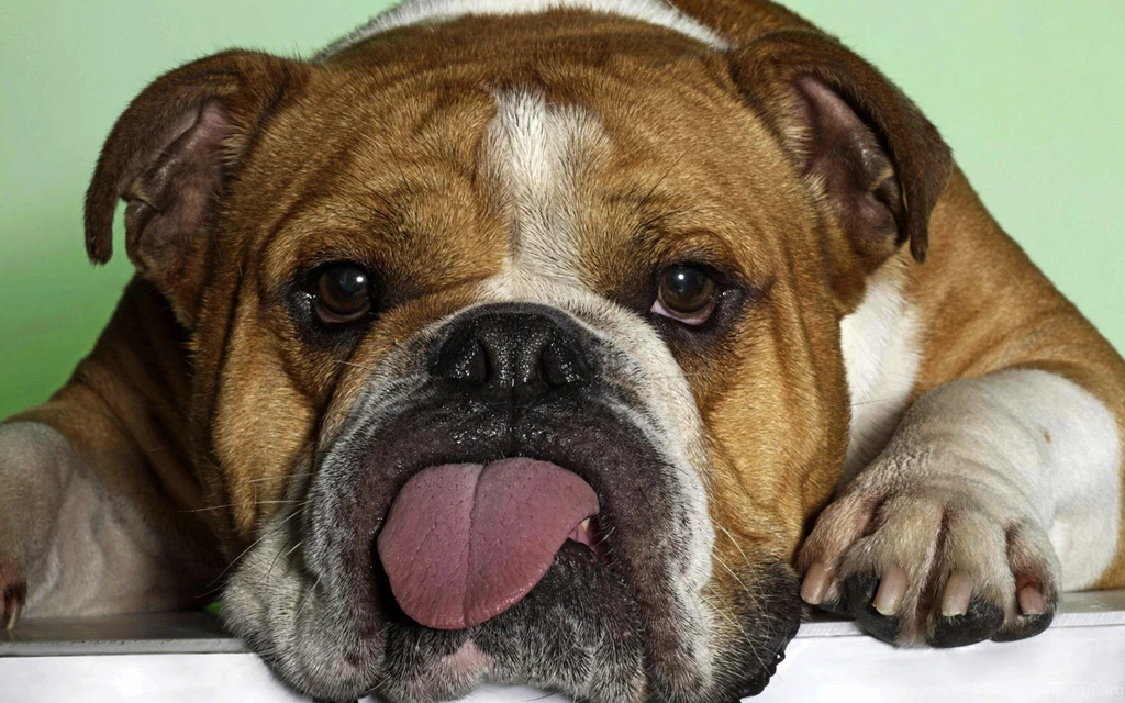 Funny Animals HD Wallpapers.