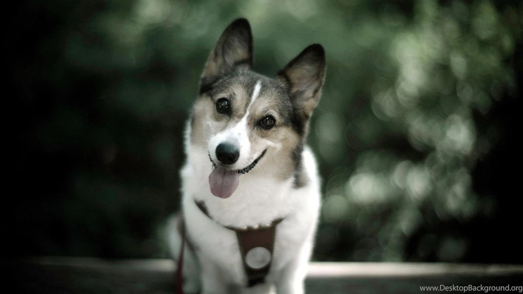 Funny, Animal, Top, Hd, Funny, Dog, Wide, High, Resolution ...