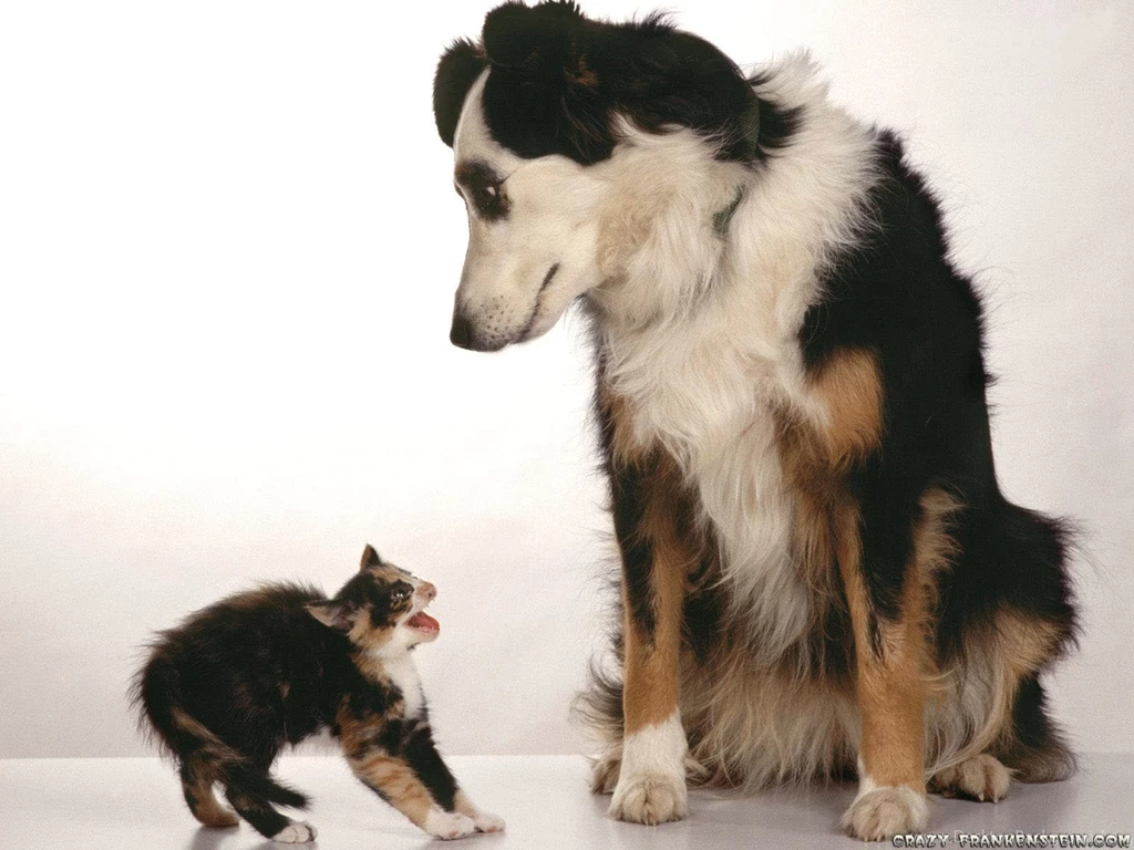 Funny Animal Wallpapers For Android