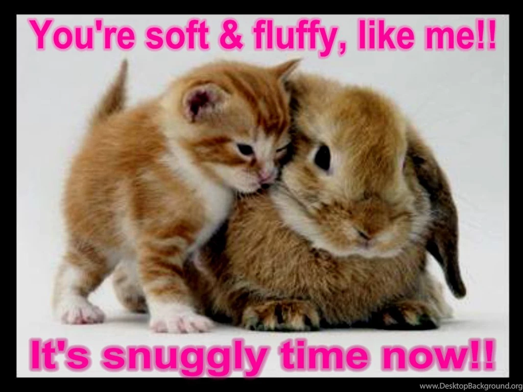 Funny Wallpapers Sayings