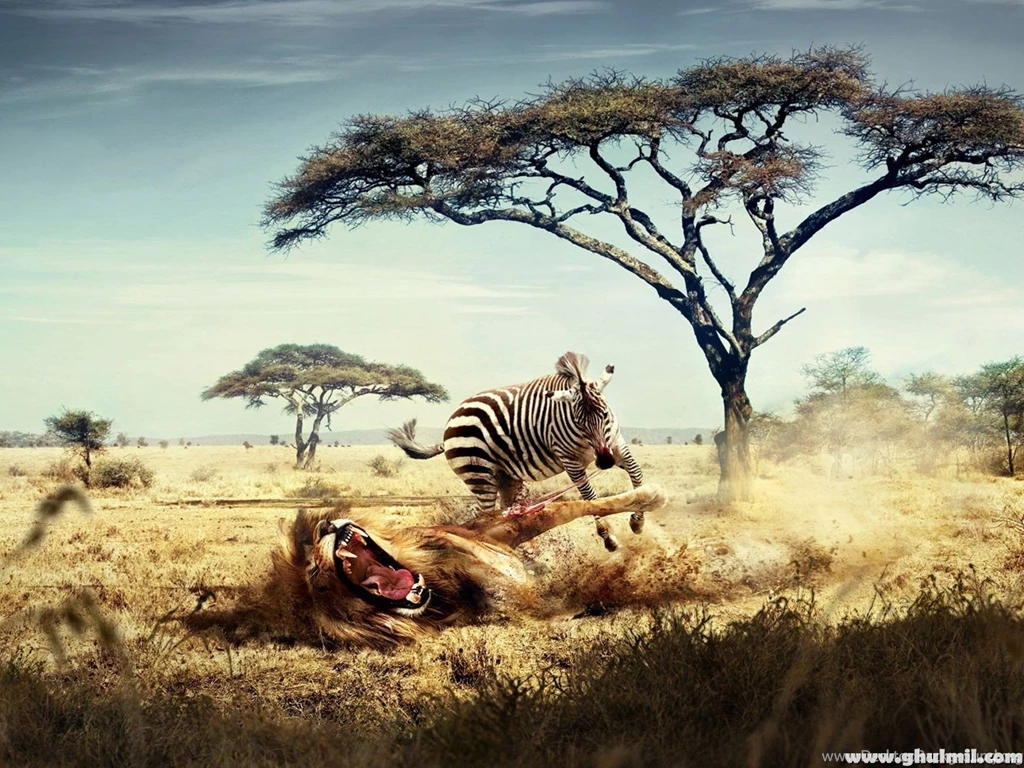 Zebra Is Killing The Lion Amazing Strange Unique HD Wallpapers For ...