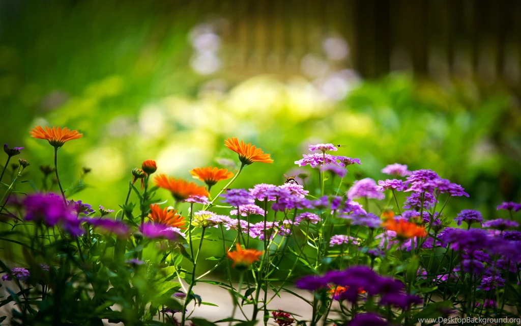 Wallpapers Worlds Most Beautiful Nature Photos