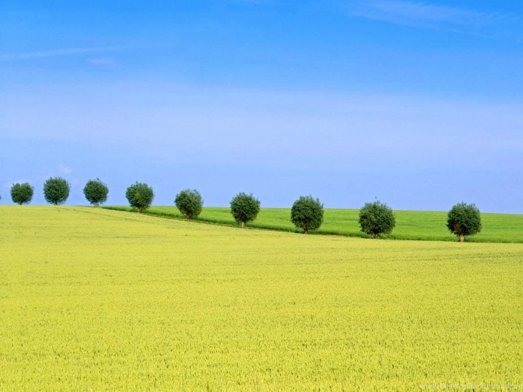PC Wallpapers Free Trees Desktop Wallpaper Backgrounds