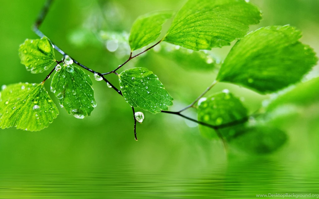 Natural Images
