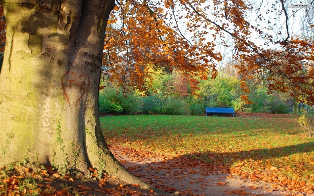 Autumn Tree Wallpapers