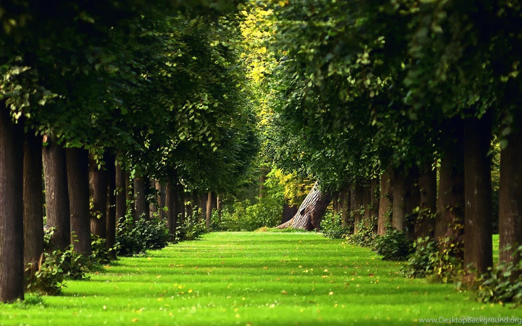 Trees HD Wallpapers Wallpapers Zone
