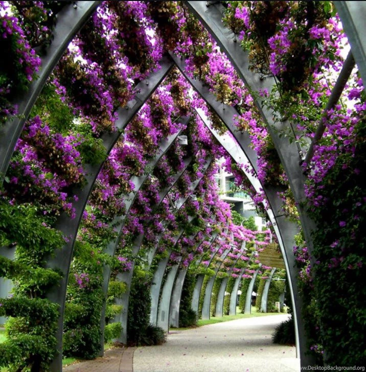 Latest Beautiful Natural Tree Wallpapers And Screensaver 2012 ...