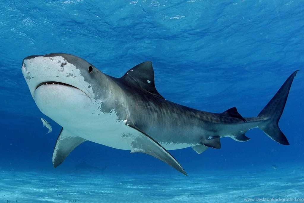 Tiger Shark Wallpapers Wallpapers Cave