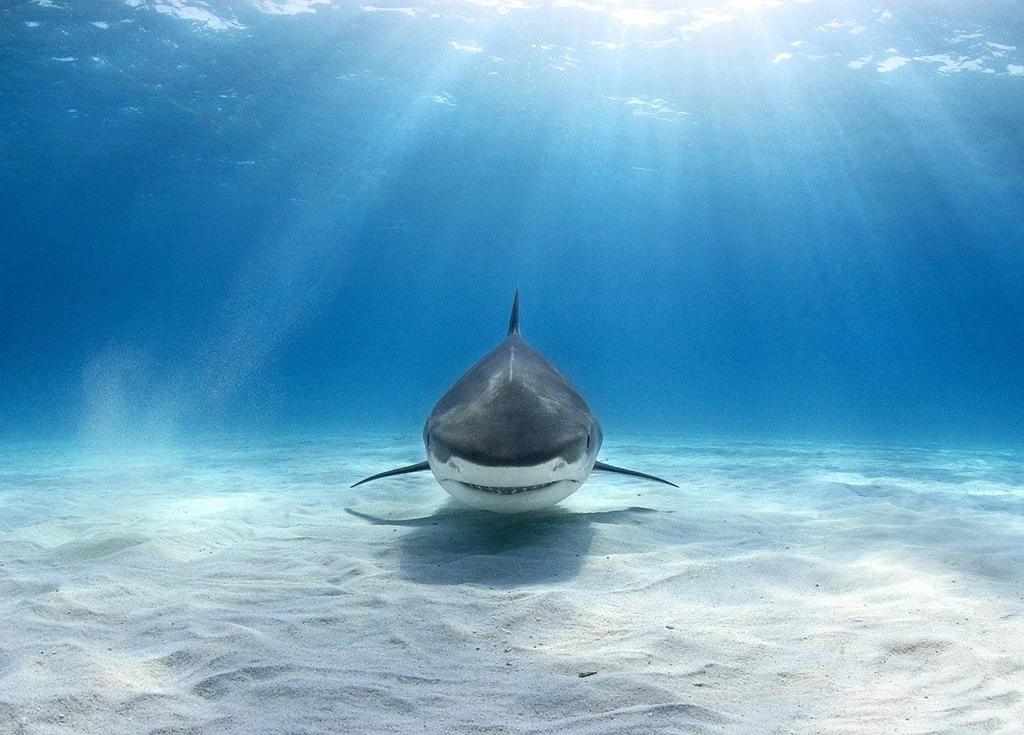 Tiger Shark Looking At You Photo And Wallpaper. Cute Tiger Shark ...