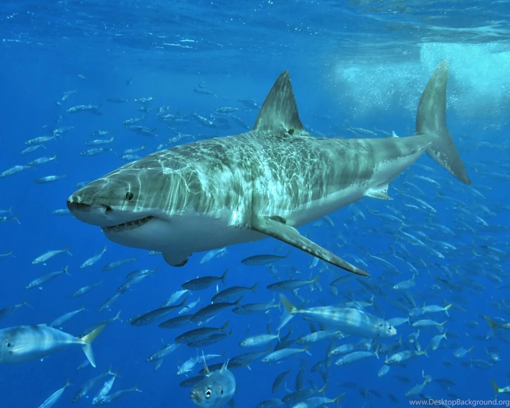 Tiger Shark With Fish Wallpapers Wallpapers