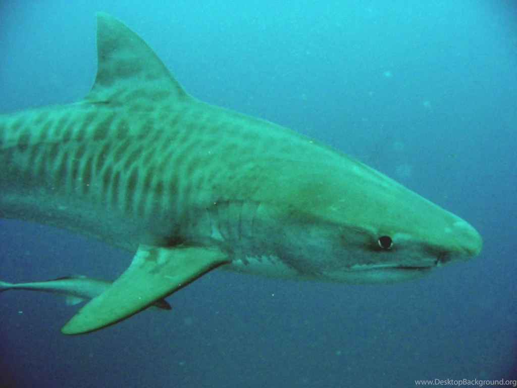 High Quality Tiger Shark Wallpapers