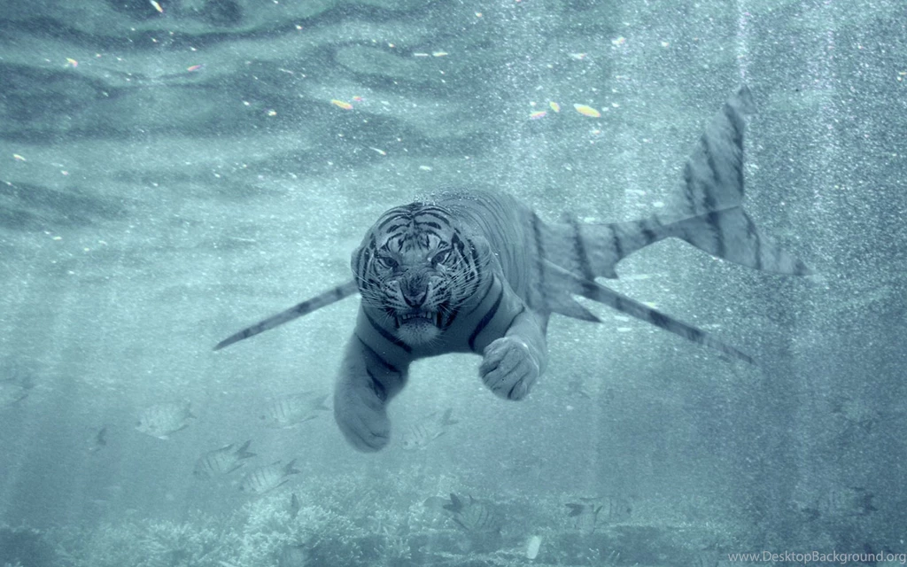 Tiger Shark Picture 3d Hd Pictures.