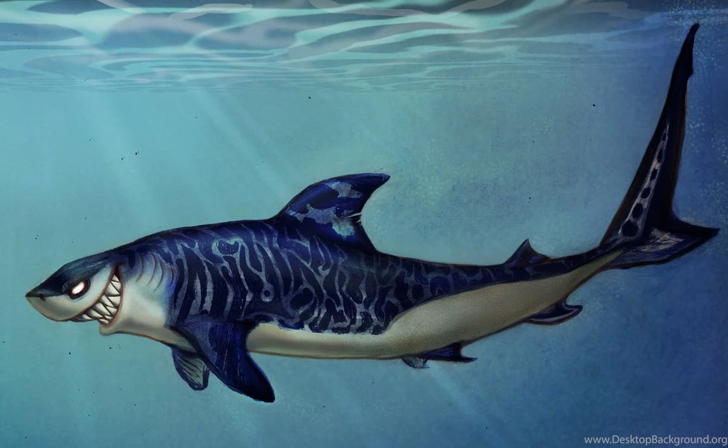 Tiger Sharks Drawings   Wallpaper.