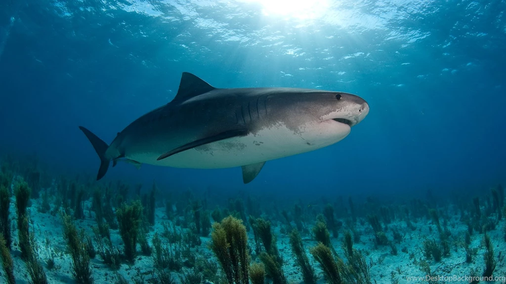 14 Quality Sand Tiger Shark Wallpapers, Animals