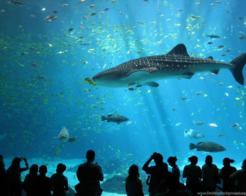 Download Tiger Shark In Aquarium Wallpapers Free Wallpapers ...