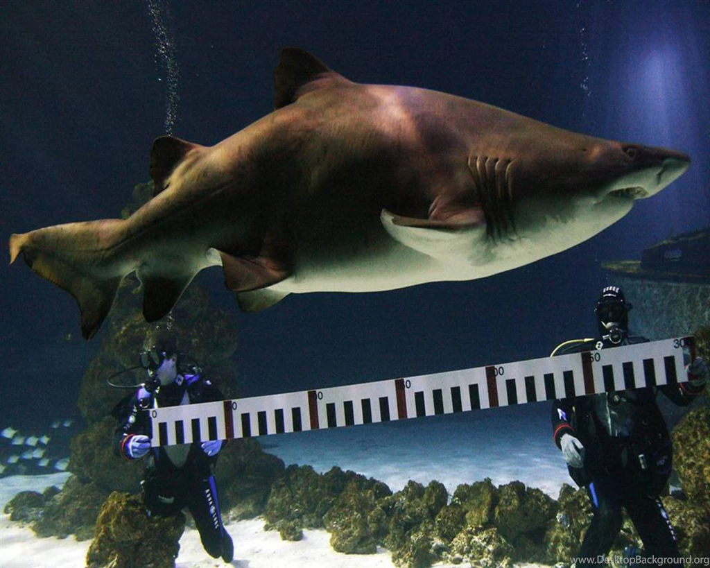 Sand Shark Measurement Wallpapers Wallpapers