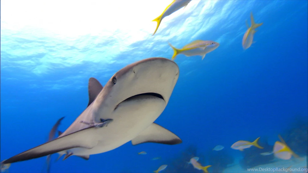 Pics, Facts, Funny Stuff About Animals & Nature Shark Hd Wallpapers