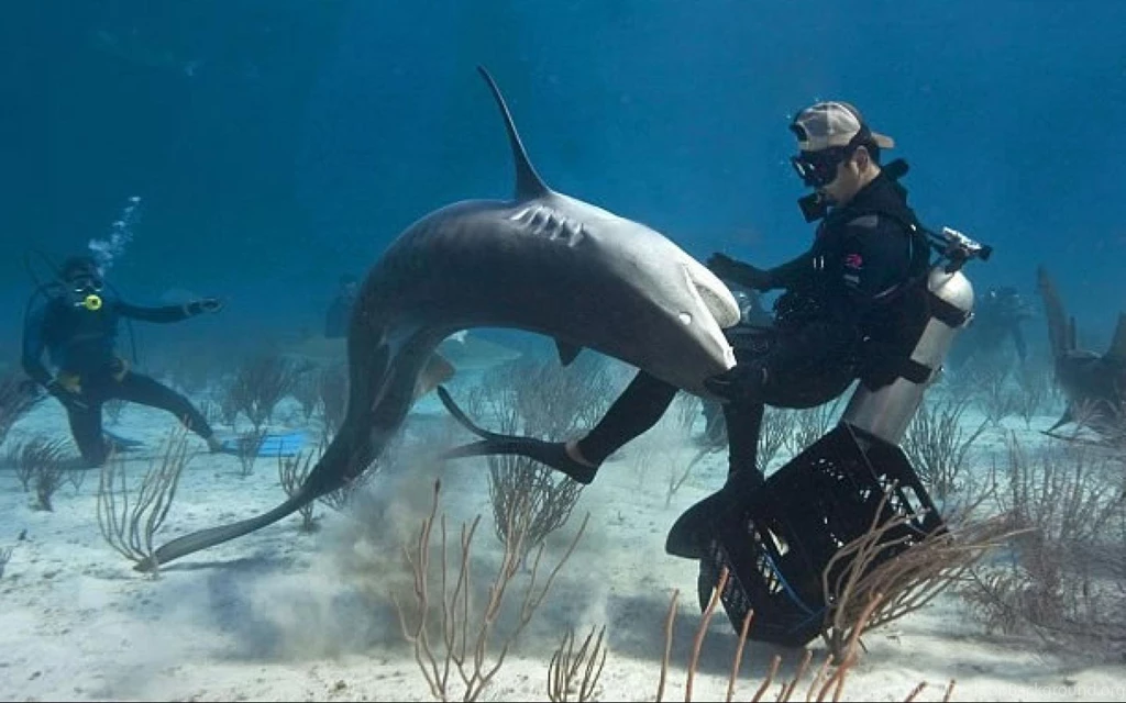 The Most Dangerous Species Of Sharks, The Most Dangerous Sharks To ...