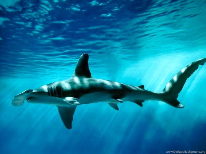 Tiger Shark Desktop Wallpapers – High Definition Blog