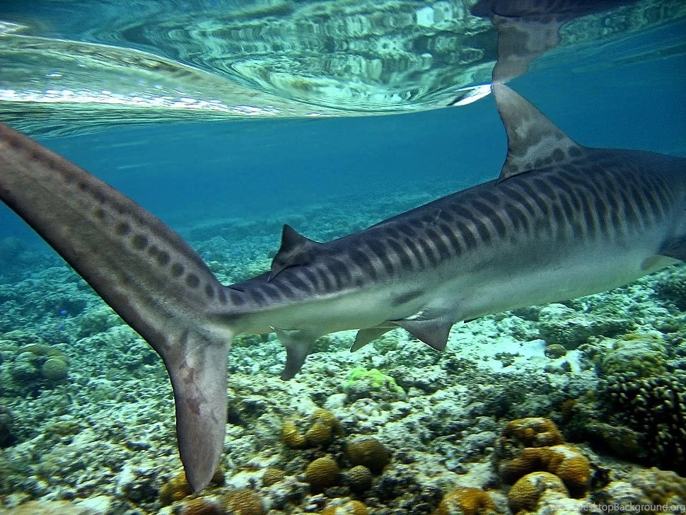 Tiger Sharks In The Dark: The Scariest Night Dive I've Ever Had ...
