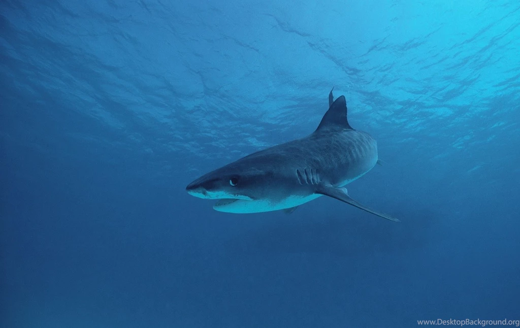 Tiger Shark Wallpapers Pictures On Animal Picture Society