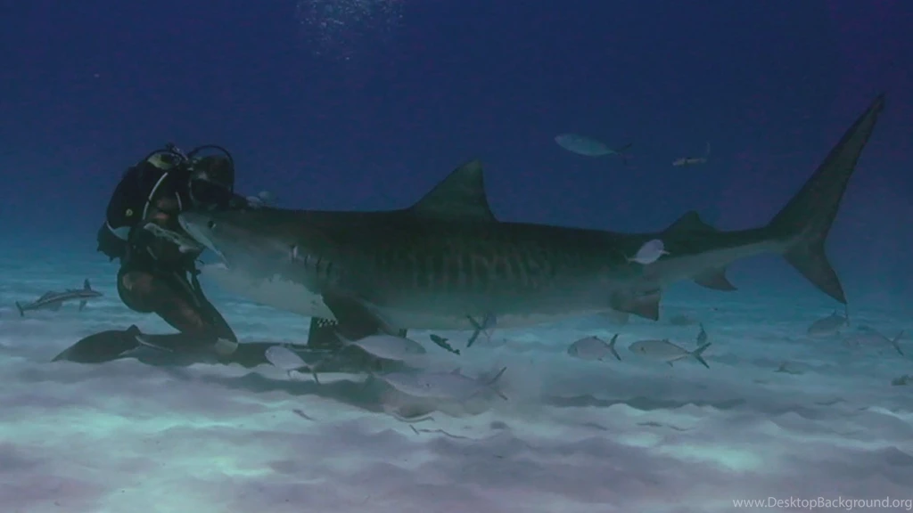 Video Clips Stock Footage Videos: Tiger Sharks, Video Stock ...
