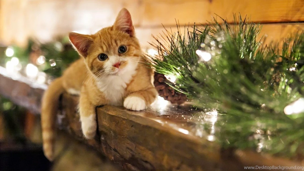 Christmas Cat Wallpapers